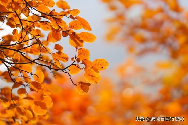 香山红叶摄影进阶：必须掌握这6个实战技巧，张张出大片成顶流