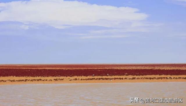 【情满双节游东营】​黄河口生态旅游区 国庆精彩瞬间 美好永不散场