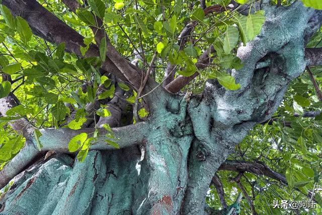 大理有棵黄葛树已经600多岁,曾被砍去一半,如今却枝繁叶茂