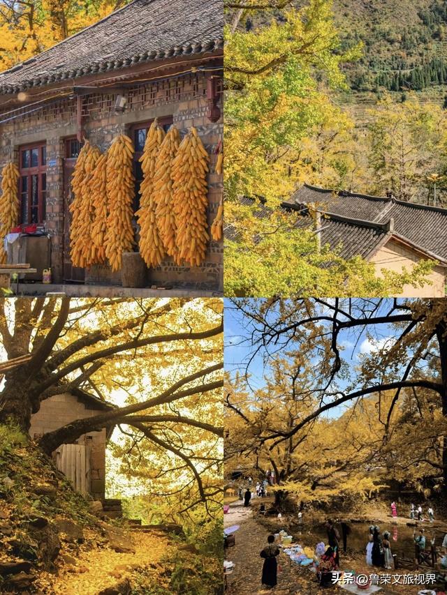 贵州妥乐村：藏在秋光里的金色秘境，比腾冲更静谧的银杏天堂