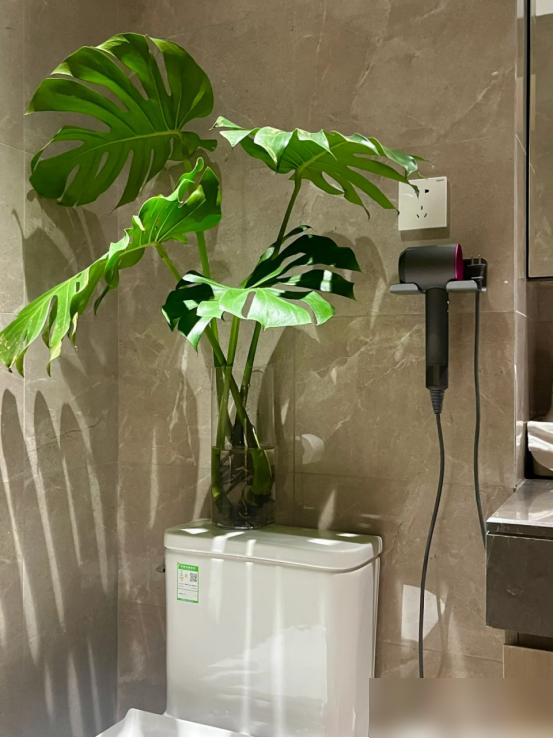 阴花不能进阳宅，家里若有这5种花，请赶紧“搬出去”！