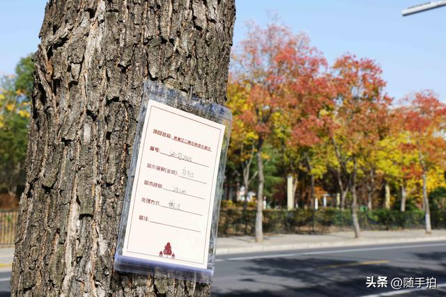 上海：闵行“小外滩”的乌桕“换妆”秋意浓错过成“遗憾”