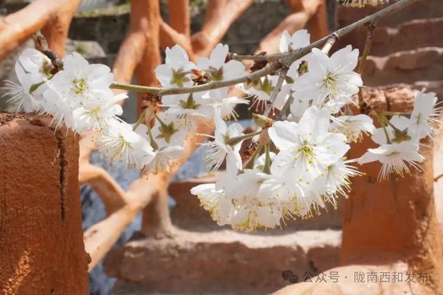 大桥镇：樱花烂漫绽枝头 春日美景引客来