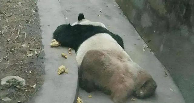 长江以南首次发现，2014年云南村民打死一只，扒皮、肢解还取胆