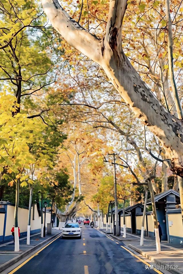 南京“丑萌”梧桐C位出道！颐和路半天游，把民国浪漫拍成表情包