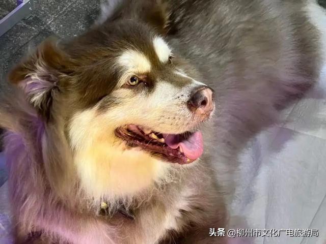 哈啾~在柳州“懒”得有理！懒球星人速领5件「躺赢」正事