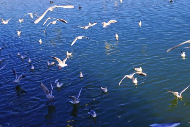 大年初四天鹅湖：人潮如海，鸥舞满湖，今年真的火了一座城