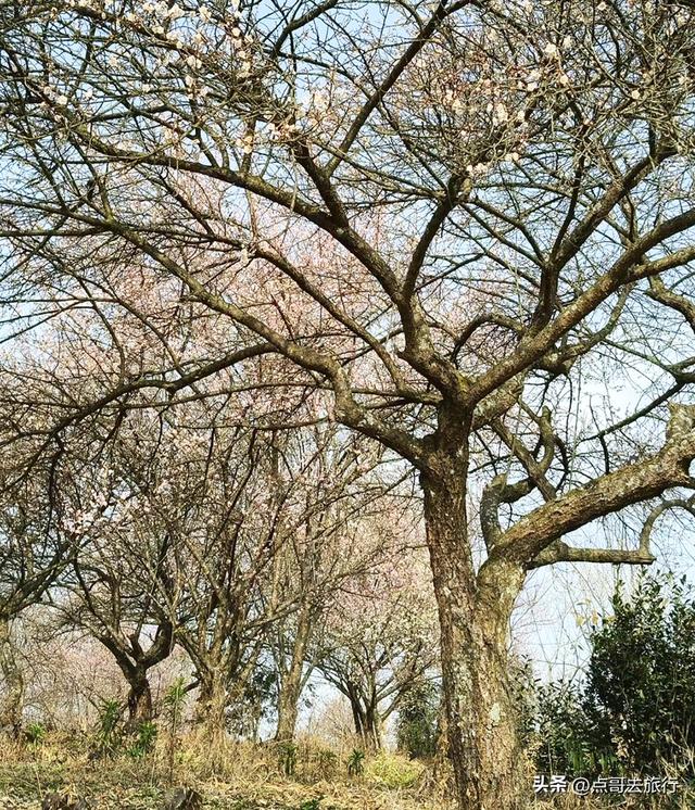 成都惊现6000亩梅林，花开成海超级壮观，免费，不要门票！