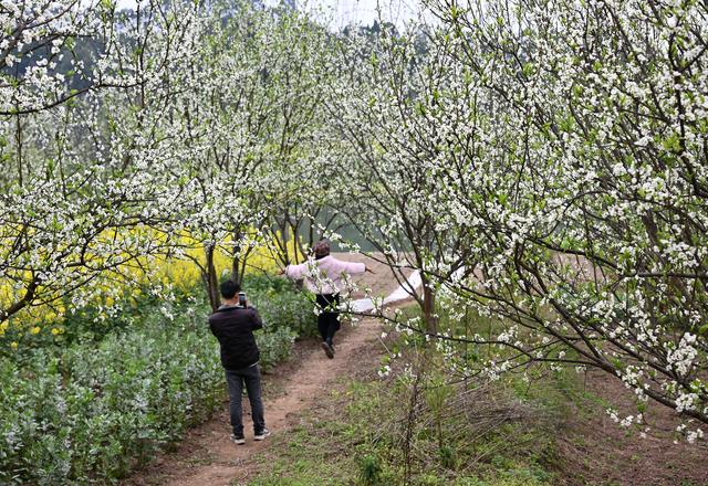 四川内江：初春田园赴花约