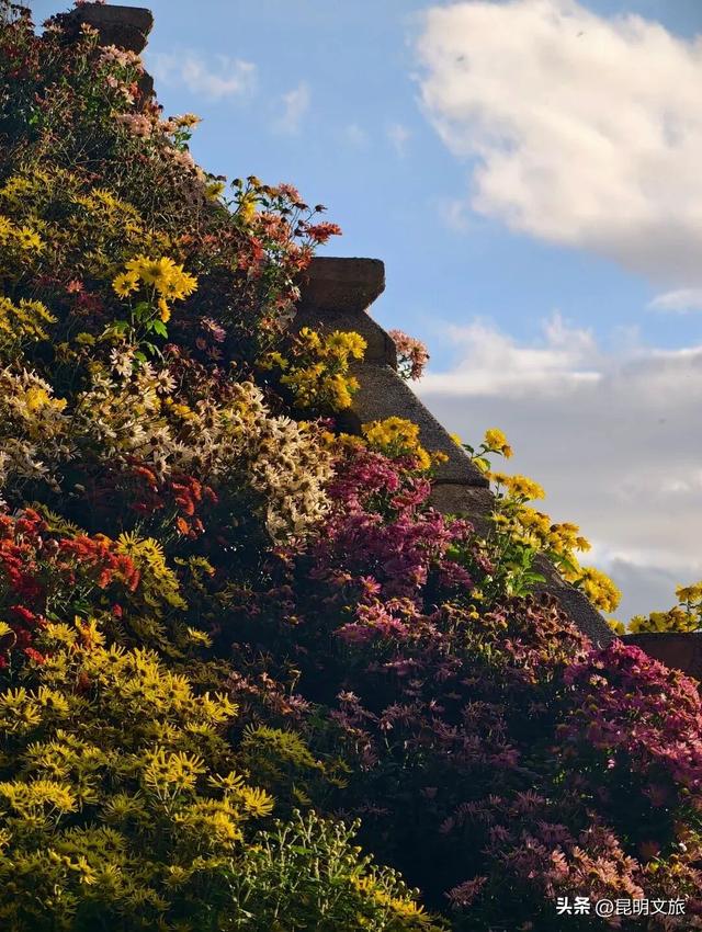 来啦来啦~红嘴鸥来大观公园啦！赏菊观鸥的快乐开始了🥰