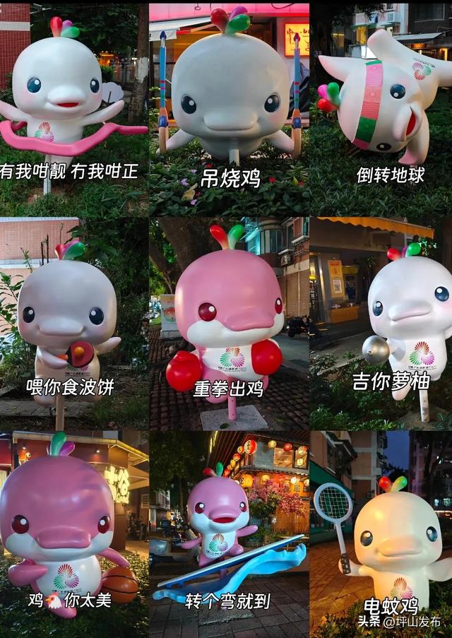 看完你的 看你的,坪山这片格桑花海承包你的秋日治愈感!