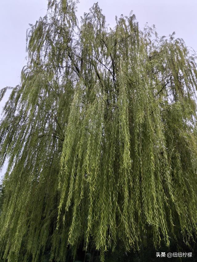 桂香袭来，在秀湖公园闻花香，读一读杜甫的诗，在亲水步道走一走