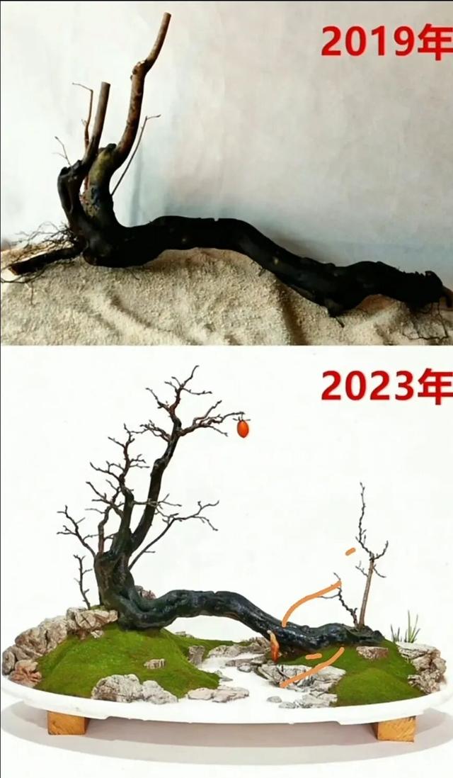 四年成长路：一颗 “过桥从林” 老鸦柿树桩的变形记。