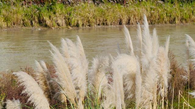 武都秋韵：一城诗意染山河