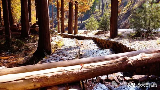 初冬，山东临朐嵩山水杉林太美了！