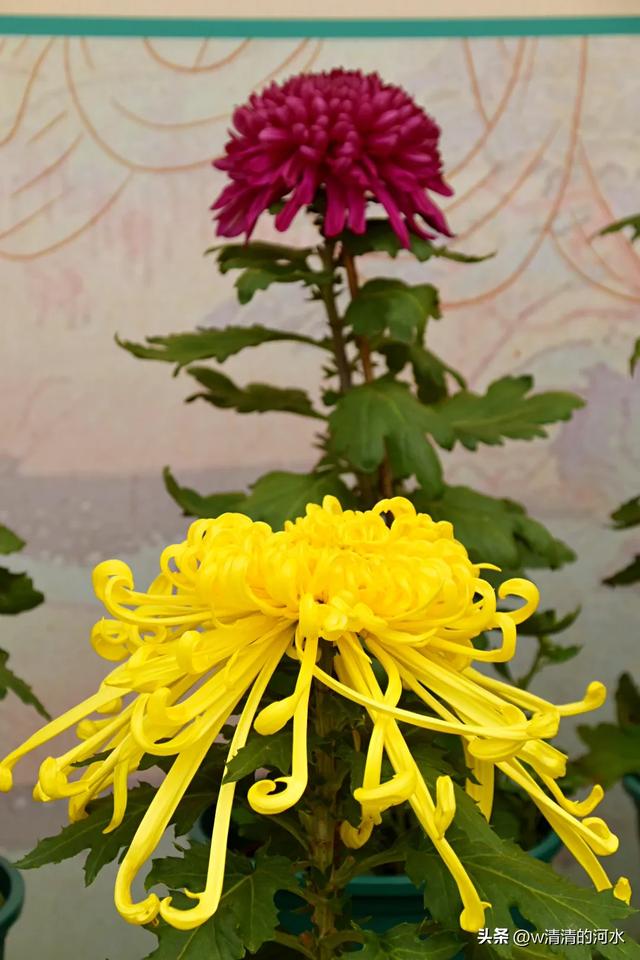 菊花是秋天里绝美的画卷