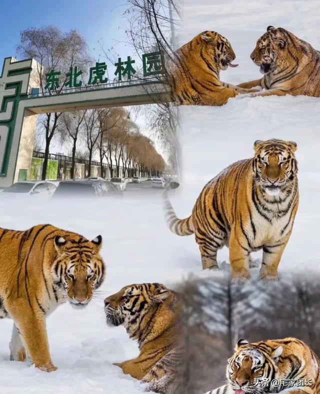 哈尔滨市6个必去景区大合集,去过3个算合格,你都去过几个?