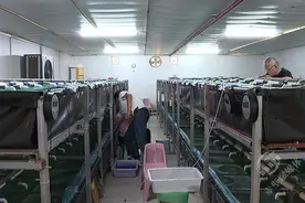 湖北赤壁：“水中黄金”游出特色致富路图片