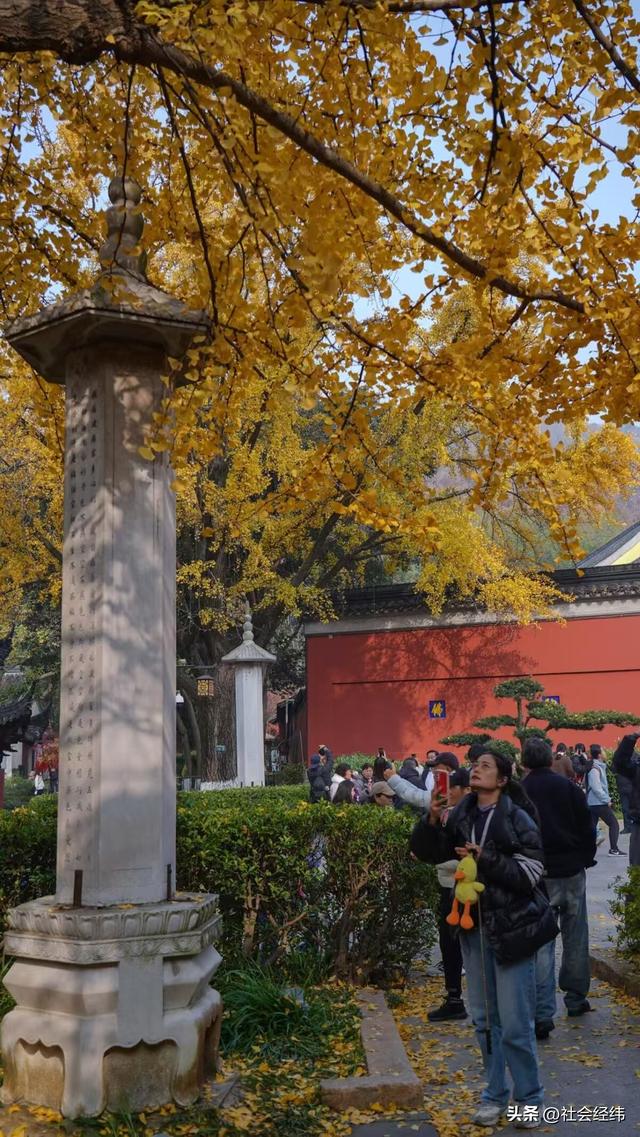 枫染栖霞醉金陵！明秀山红叶铺就秋日限定画卷