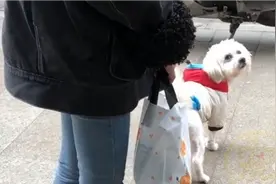 狗狗穿着漂亮的小衣服被丢在马路边，小姐姐把它捡回家3天后，才知道它身上竟藏着字条，里面的内容暖暖的！图片