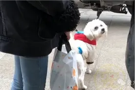 狗狗穿着漂亮的小衣服被丢在马路边，小姐姐把它捡回家3天后，才知道它身上竟藏着字条，里面的内容暖暖的！图片