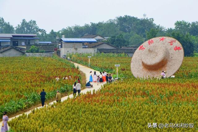 五方村的高粱红了，正是拍照打卡时