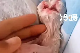 女子家中猫咪诞下罕见双头猫：目前身体健康 只有一个嘴能进食图片