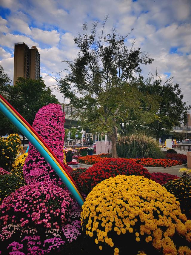 武汉动物园金秋菊展集锦