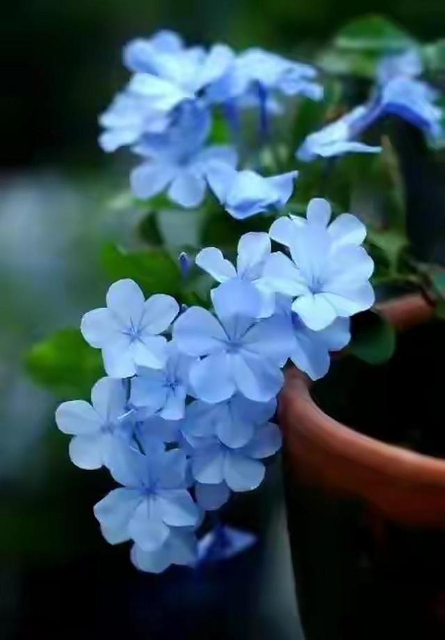 用废旧牛仔布造自然奇迹，这片蓝色花园唤醒孩子对真实世界的感知