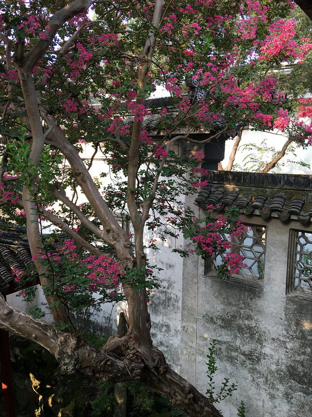 吴中这片小众花海！全开了！