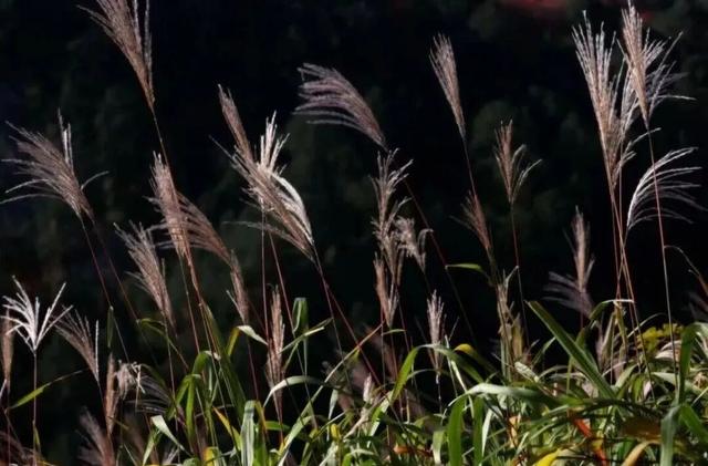 初冬赴高桥：山水藏诗 古迹含情