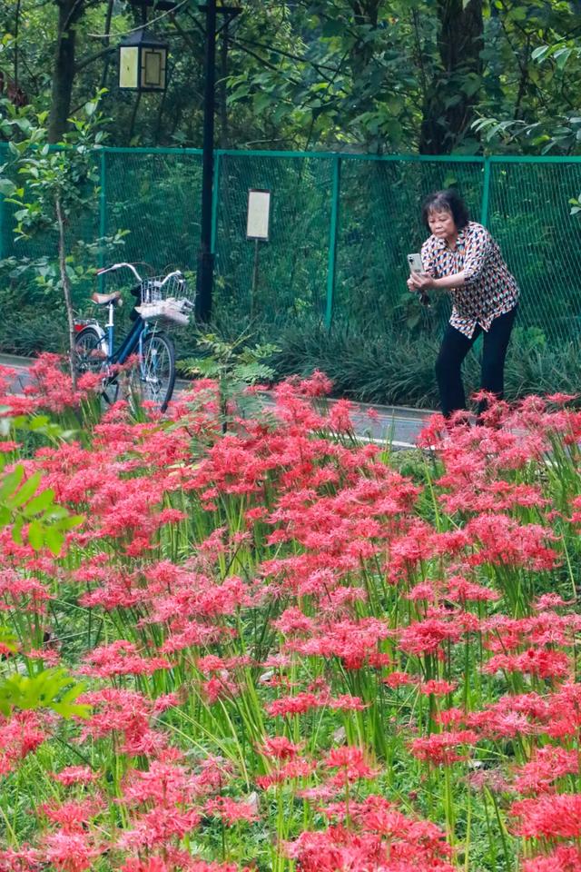 免费打卡!郫都这片彼岸花开得正盛!周末约起→