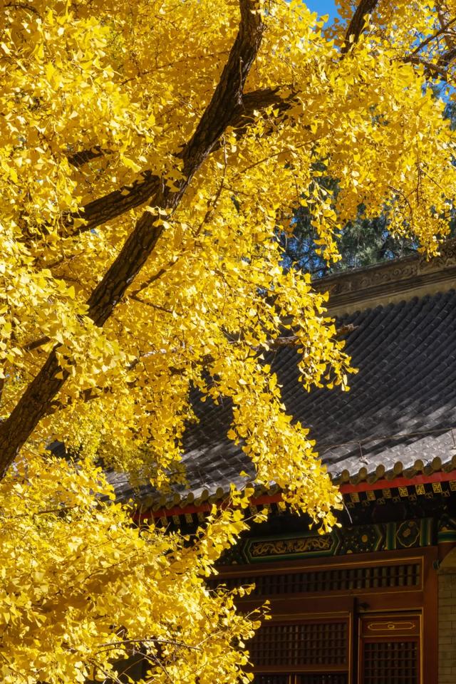 收藏一个秋天,石景山绝美秋色大公开