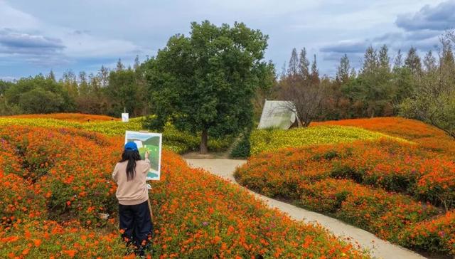 红了！沪郊最大地肤花海进入最佳观赏期，30万株“毛绒球”等你打卡