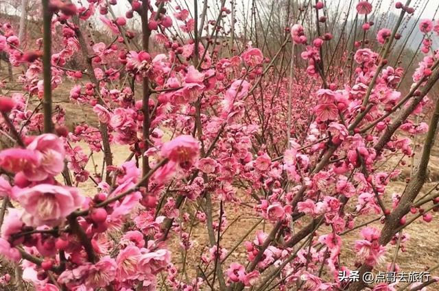 成都山地红梅开花了，粉红云霞铺天盖地，非常震撼，免费！