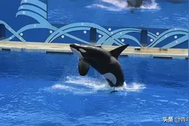 “带薪摸鱼”，月入过万？上海知名公园招聘启事火了！网友：梦想工作图片