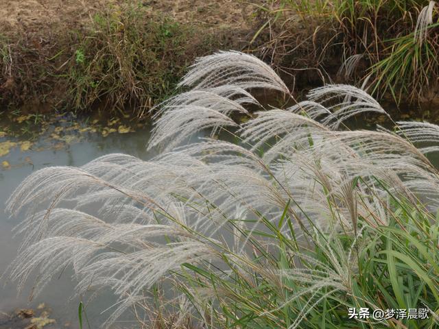 豫客纷至安陆，共赏银杏芦花绘初冬
