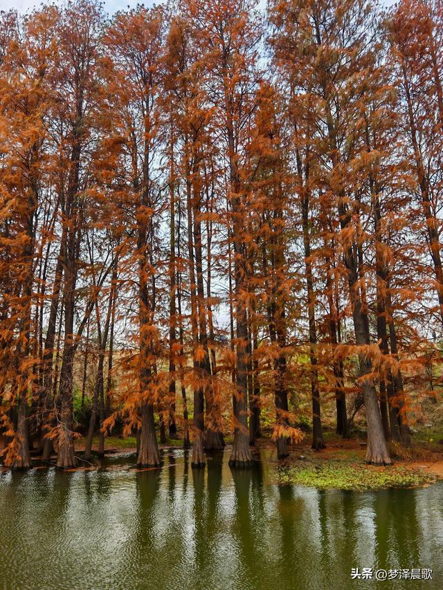 涢水湿地迷人红杉林 冬日画卷中的生态诗篇