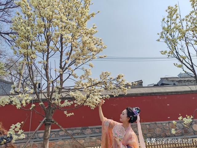 北京公园赏花记