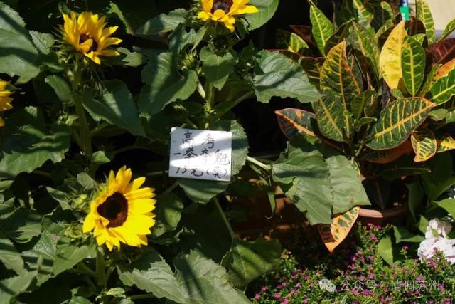 苏州花鸟市场里藏着滚滚红尘