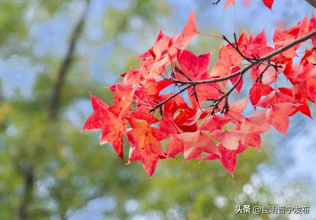秋染宜居城——深秋的昆阳藏着最惬意的生活模样