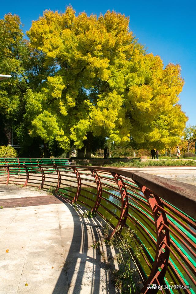 石家庄植物园的网红树，秋日里的鎏金童话