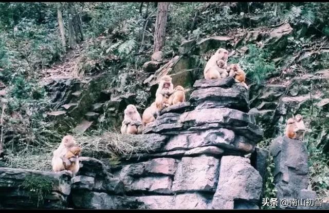 三线履痕之猴山(24)
