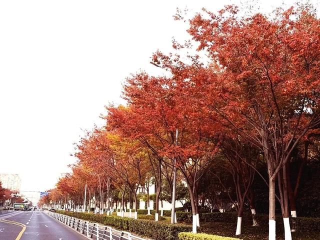 秋色浓度已拉满，谁还没偶遇申城街头的 “赤橙黄绿交响曲”？