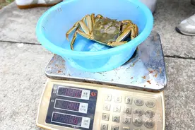 品质十年来最好！身份证“310”开头的浦东大闸蟹开捕图片