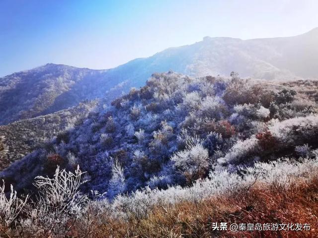 秦皇岛多地惊现雾凇奇观，玉树琼枝，绝美不输东北！
