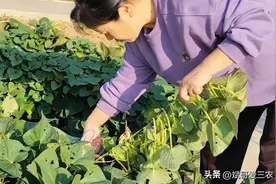 红薯繁殖新方法：红薯藤育苗，发芽早，长势好，产量高，成本低图片