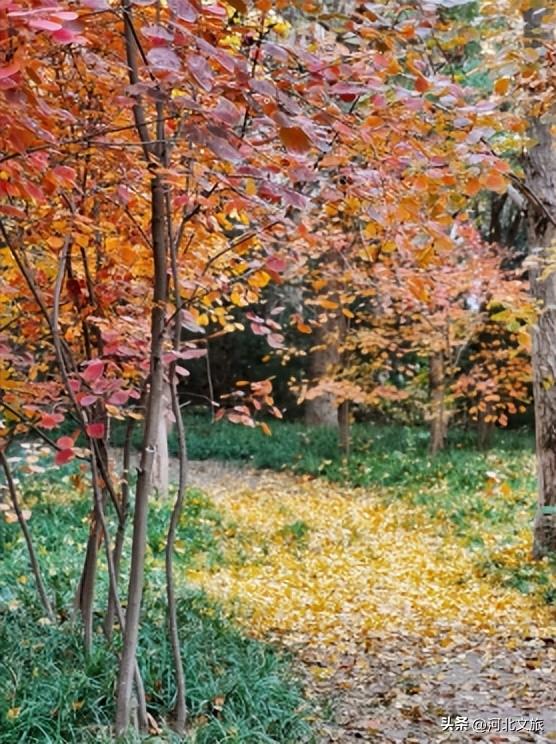 别错过！石家庄市城区赏秋最全指南，来啦→