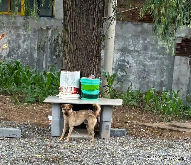 狗主人被反杀案开庭	，妻子后悔冲动，知情人透露细节，果然不简单
