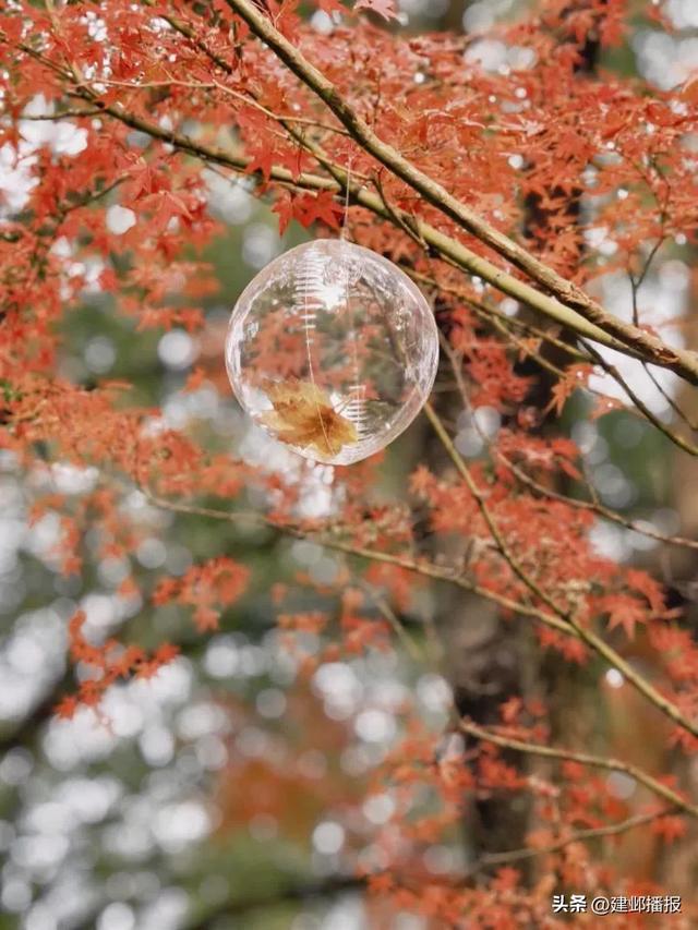 爆火！最美200米红枫大道已达最佳观赏期